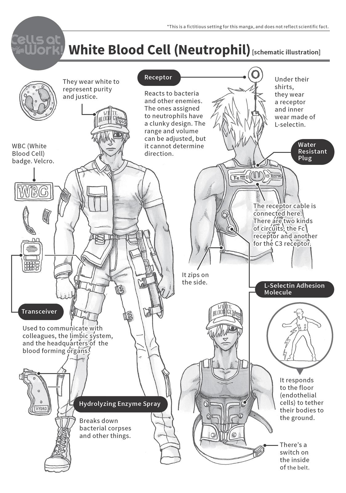 Read Cells at Work! EN Manga Online